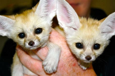 Fennec ‎Foxes For Sale | Pet Fox Breeder | Dragonstone Ranch FOX BABIES FOR SALE We are USDA-licensed breeders of tame fennec, bat-eared, and cape foxes! NATIONWIDE TRANSPORT AVAILABLE! LOCAL PICKUP IN KING, TX. We transport to all continental states - currently USA only. Click here for the shipping policy. And yes! 